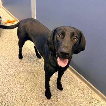 Black Labrador Retriever Dogs Available for Adoption - Peggy (Dartanion) | PetCurious