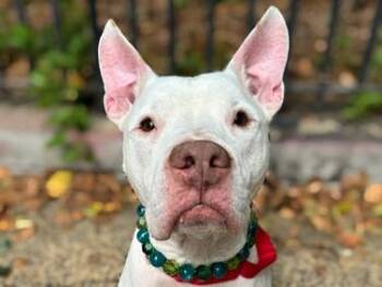 Rescue American Staffordshire Terrier Dogs for Adoption in Huntington, New York - NIKO | PetCurious