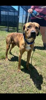 Sarge -  Mixed Breed Dog for Adoption in Scott, Louisiana - Sarge | PetCurious