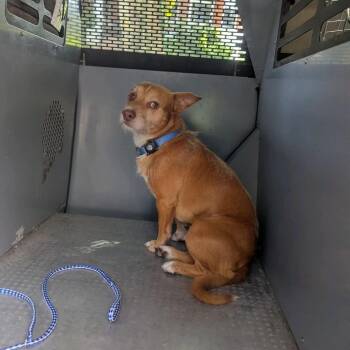 Rex Cliver -  Chihuahua Dog for Adoption in St. Louis, Missouri - Rex Cliver | PetCurious
