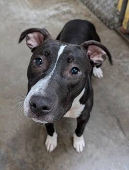 Zeke -  Pit Bull Terrier and Labrador Retriever Dog for Adoption in Decatur, Illinois - Zeke | PetCurious