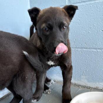 Sable -  Husky Dog Available for Adoption in Crookston, Minnesota - Sable | PetCurious