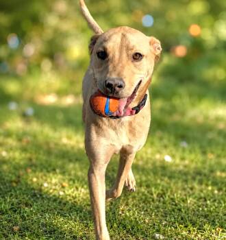 Brian -  Labrador Retriever and Mixed Breed Dog for Adoption in San Antonio, Texas - Brian | PetCurious