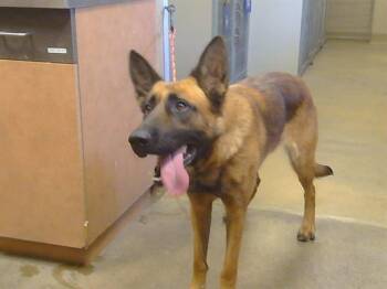 JULIA -  German Shepherd Dog and Belgian Shepherd Malinois Dog for Adoption in Sacramento, California - JULIA | PetCurious