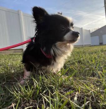 Chihuahua and Pomeranian Dogs Available for Adoption in Humboldt, Iowa - Moon | PetCurious
