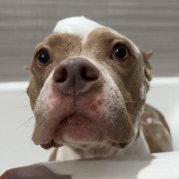 Pit Bull Terrier Dogs Available for Adoption - Charlene D10966 | PetCurious