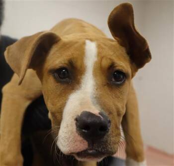SANDYTOES -  Mixed Breed Dog for Adoption in Columbia, South Carolina - SANDYTOES | PetCurious