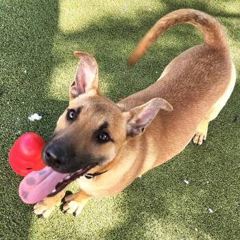 German Shepherd Dog Dogs Available for Adoption - Ned | PetCurious