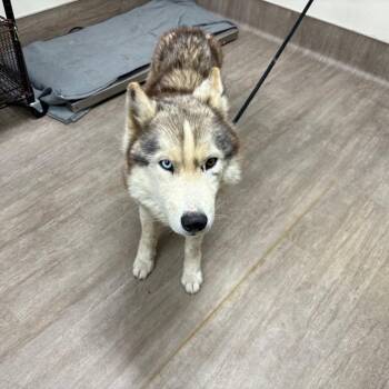 Siberian Husky Dogs Available for Adoption in Pasadena, California - Chad | PetCurious