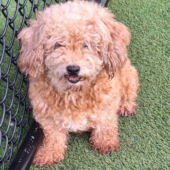 Sugar Britches 9594 -  Poodle and None Dog for Adoption in Loxahatchee Groves, Florida - Sugar Britches 9594 | PetCurious