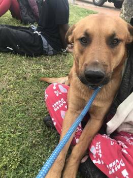 Mixed Breed Dogs Available for Adoption - HARLEY | PetCurious