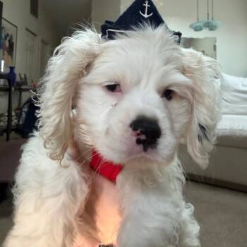 Frank Gallagher -  Cocker Spaniel Dog for Adoption in Northbrook, Illinois - Frank Gallagher | PetCurious