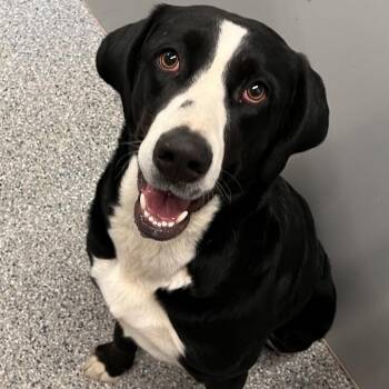 Janie -  Black Labrador Retriever and Mixed Breed Dog for Adoption in Murray, Utah - Janie | PetCurious