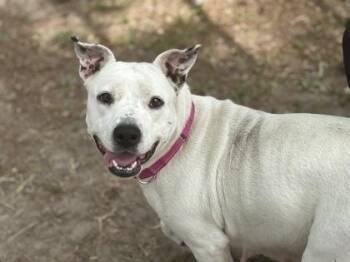 American Staffordshire Terrier and Mixed Breed Dogs Available for Adoption in North Charleston, South Carolina - 06307B Ursula | PetCurious