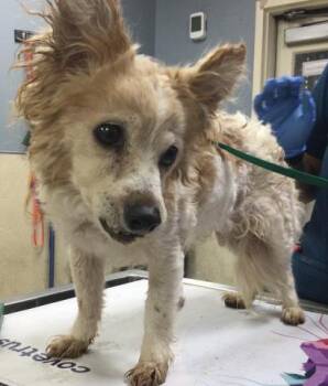 NINI -  Chihuahua and Poodle Dog for Adoption in Riverside, California - NINI | PetCurious