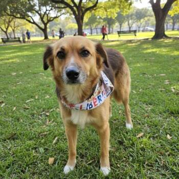 Australian Shepherd Dogs Available for Adoption - Camila | PetCurious