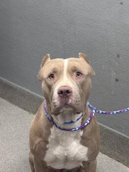 STAFFORD -  Pit Bull Terrier Dog for Adoption in Las Vegas, Nevada - STAFFORD | PetCurious