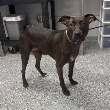 Elvira/Star -  Chocolate Labrador Retriever and Retriever Dog for Adoption in Greenville, South Carolina - Elvira/Star | PetCurious