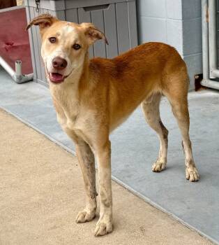 Rescue Mixed Breed Dogs for Adoption in Luling, Texas - Odin | PetCurious