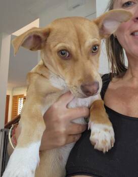 Chihuahua and Mixed Breed Dogs Available for Adoption in Fort Lauderdale, Florida - Bentley | PetCurious