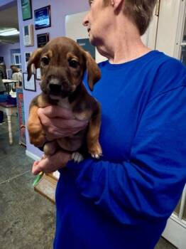 Rescue Mixed Breed Dogs for Adoption in West Chester, Pennsylvania - Chutney | PetCurious