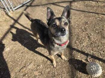 Chihuahua and Mixed Breed Dogs Available for Adoption - Tobi | PetCurious