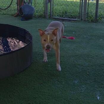 Rescue Mixed Breed Dogs for Adoption in Bangall, New York - Zoey | PetCurious