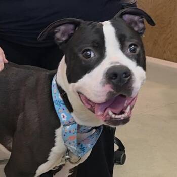 Boxer Dogs Available for Adoption in Renfrew, Pennsylvania - Big Boy | PetCurious