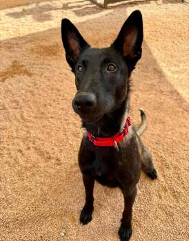 Ricky -  Belgian Shepherd Malinois Dog for Adoption in Glendale, Arizona - Ricky | PetCurious