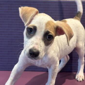 Echo -  Cattle Dog and Mixed Breed Dog for Adoption in League City, Texas - Echo | PetCurious