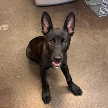 Biggie-63377 -  Belgian Shepherd Malinois Dog for Adoption in Bend, Oregon - Biggie-63377 | PetCurious