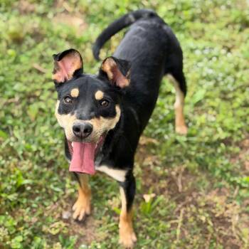 Shepherd and Mixed Breed Dogs Available for Adoption in Brownsboro, Alabama - Maki | PetCurious