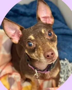 Chihuahua Dogs Available for Adoption in College Station, Texas - Cleo | PetCurious