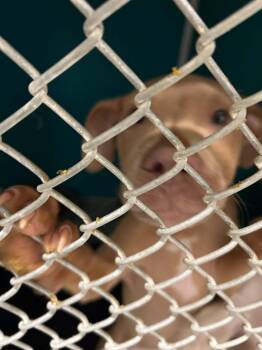 Red -  Terrier and Mixed Breed Dog for Adoption in Burlington, Iowa - Red | PetCurious