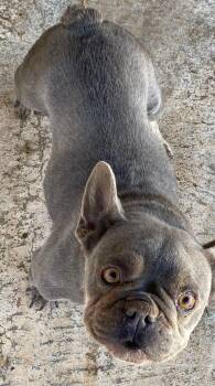 Rescue French Bulldog Dogs for Adoption in Matthews, North Carolina - Stormy | PetCurious