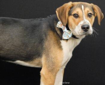 Beagle and Hound Dogs Available for Adoption - Duke Of Weselton | PetCurious