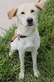 DOVE -  Labrador Retriever Dog for Adoption in Fort Lauderdale, Florida - DOVE | PetCurious