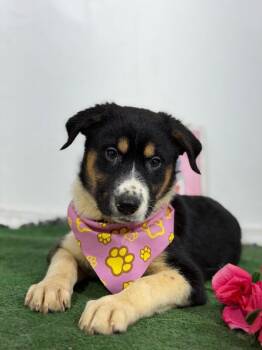 Cheeseball-One of our Amazing Rescue Dogs -  Bernese Mountain Dog and Mixed Breed Dog for Adoption in Carlsbad, California - Cheeseball-One Of Our Amazing Rescue Dogs | PetCurious