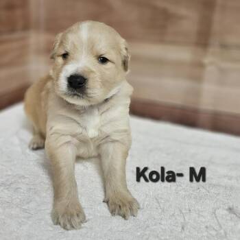 Labrador Retriever and Golden Retriever Dogs Available for Adoption in Griswold, Connecticut - Kola | PetCurious