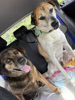 TREY -  Hound Dog for Adoption in Holbrook, New York - TREY | PetCurious