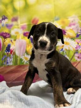 Tana -  Bull Terrier and Mixed Breed Dog for Adoption in San Antonio, Texas - Tana | PetCurious
