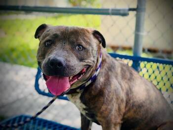 CHANEL -  Pit Bull Terrier Dog for Adoption in Orlando, Florida - CHANEL | PetCurious