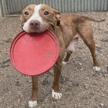 Nilla Wafer -  Pit Bull Terrier Dog for Adoption in Austin, Texas - Nilla Wafer | PetCurious