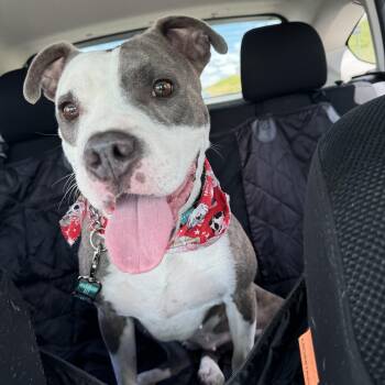 Whisper -  Pit Bull Terrier Dog for Adoption in Forney, Texas - Whisper | PetCurious