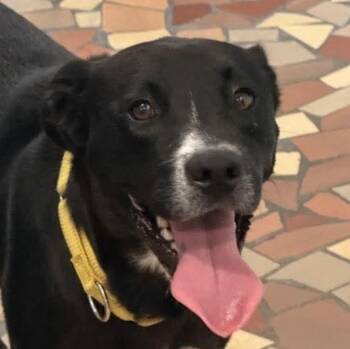 Avery (20260805-02) -  Border Collie and Labrador Retriever Dog for Adoption in Niagara Falls, Ontario - Avery (20260805-02) | PetCurious