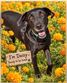 Daisy -  Labrador Retriever Dog for Adoption in Rollingwood, Texas - Daisy | PetCurious