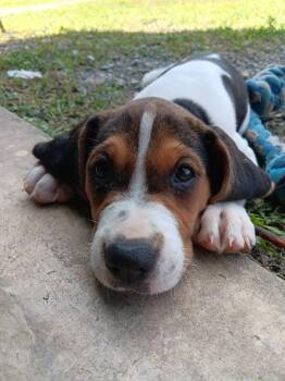 Rescue Treeing Walker Coonhound Dogs for Adoption in Fayetteville, Tennessee - Sleepy | PetCurious