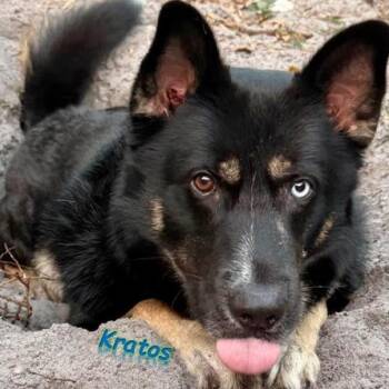 Rescue German Shepherd Dog Dogs for Adoption in Palm Harbor, Florida - Kratos | PetCurious