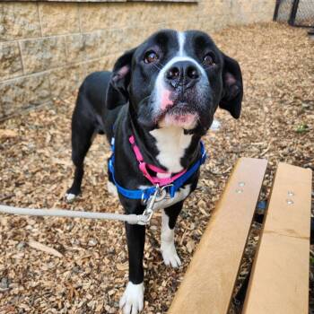 Bufford -  Boxer and Mixed Breed Dog for Adoption in Falls Church, Virginia - Bufford | PetCurious