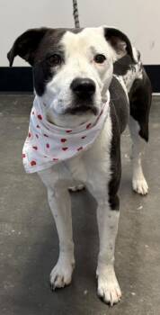 Aimee UBER NANNY DOG and PERFECT IN EVERY WAY -  Australian Shepherd and American Bulldog Dog for Adoption in Charlottesville, Virginia - Aimee UBER NANNY DOG And PERFECT IN EVERY WAY | PetCurious